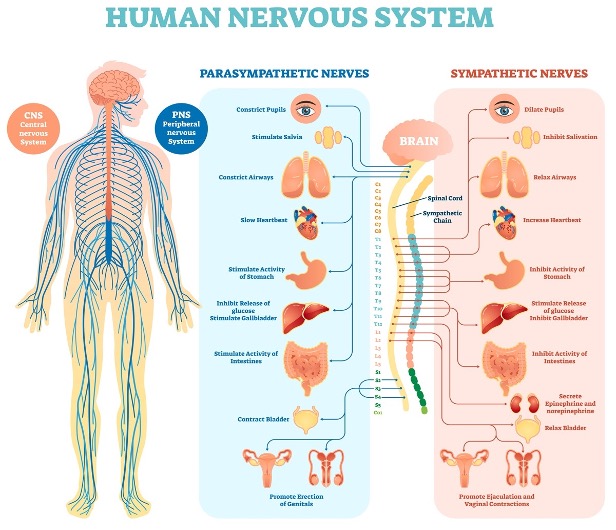 https://primehealthdenver.com/wp-content/uploads/2022/11/Human-Nervous-System.jpg